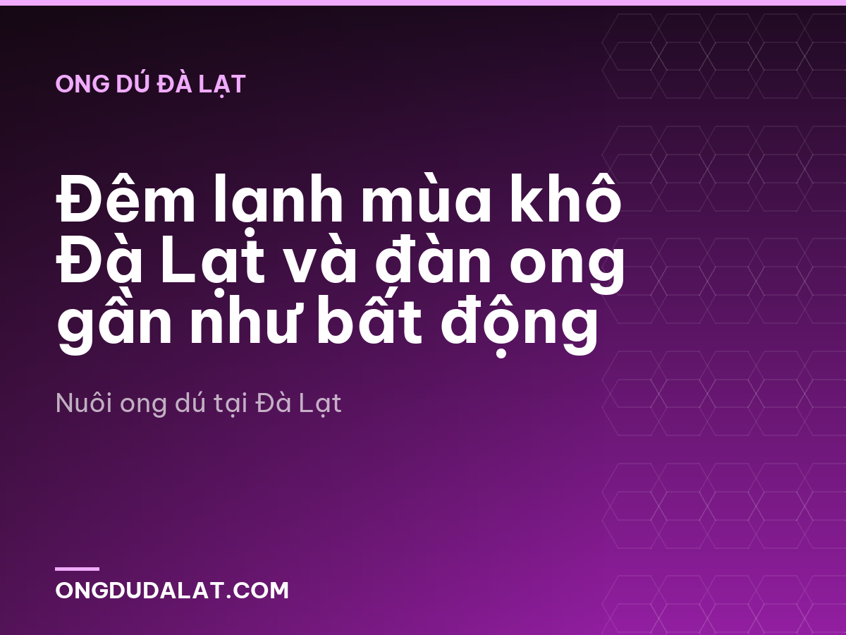 Đêm lạnh mùa khô Đà Lạt và đàn ong gần như bất động