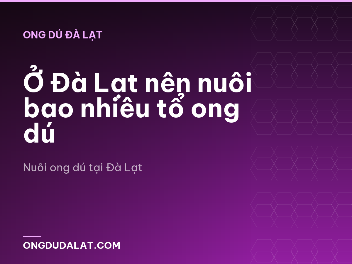 Ở Đà Lạt nên nuôi bao nhiêu tổ ong dú