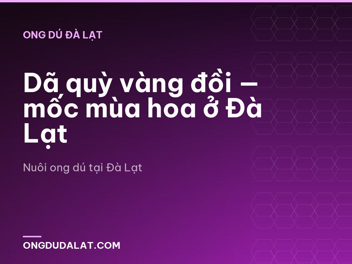 Dã quỳ vàng đồi — mốc mùa hoa ở Đà Lạt