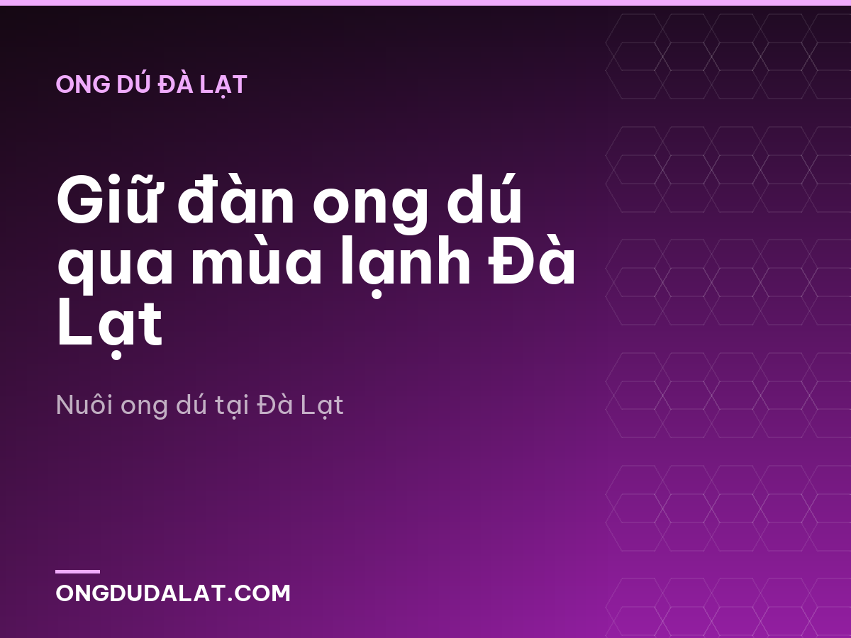 Giữ đàn ong dú qua mùa lạnh Đà Lạt
