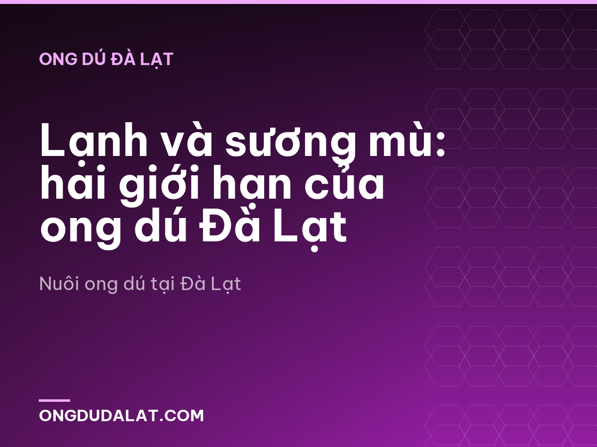 Lạnh và sương mù: hai giới hạn của ong dú Đà Lạt
