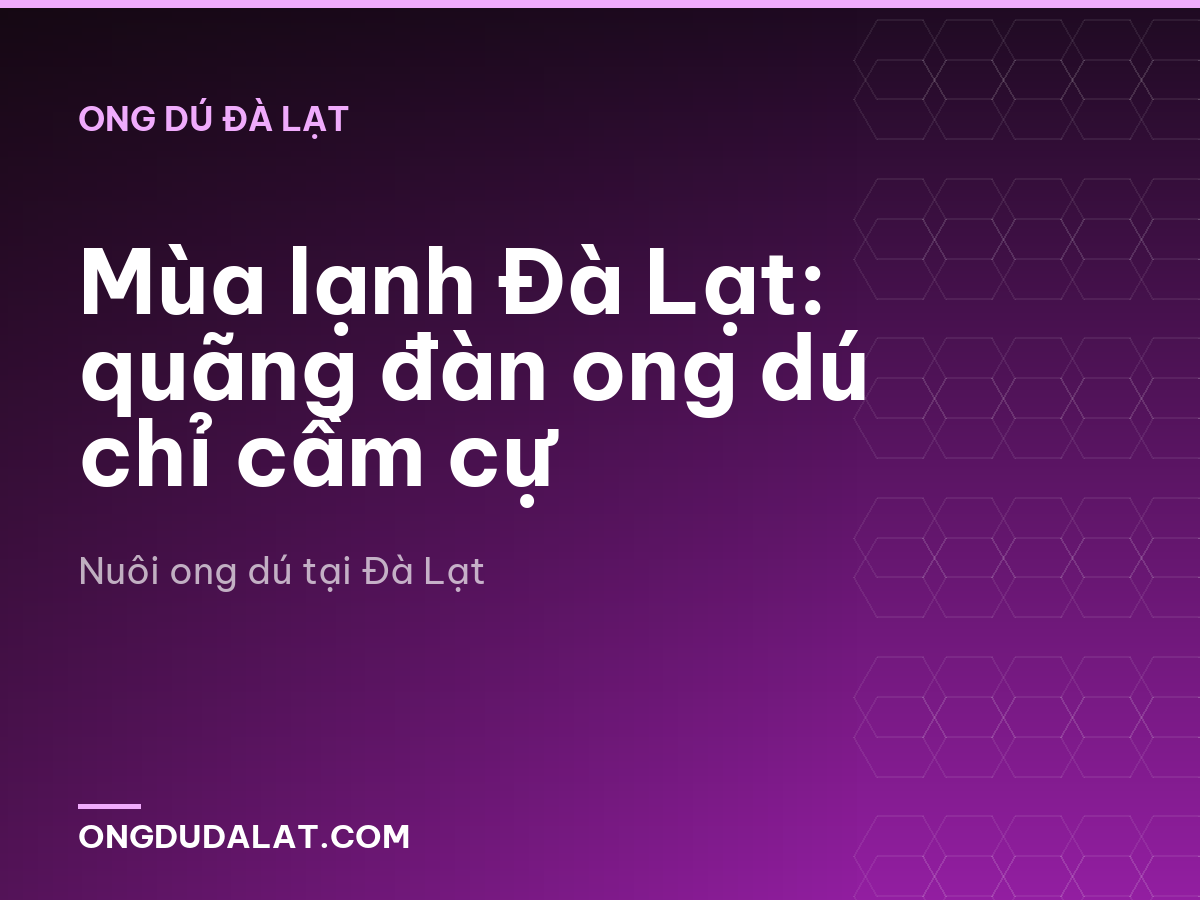 Mùa lạnh Đà Lạt: quãng đàn ong dú chỉ cầm cự