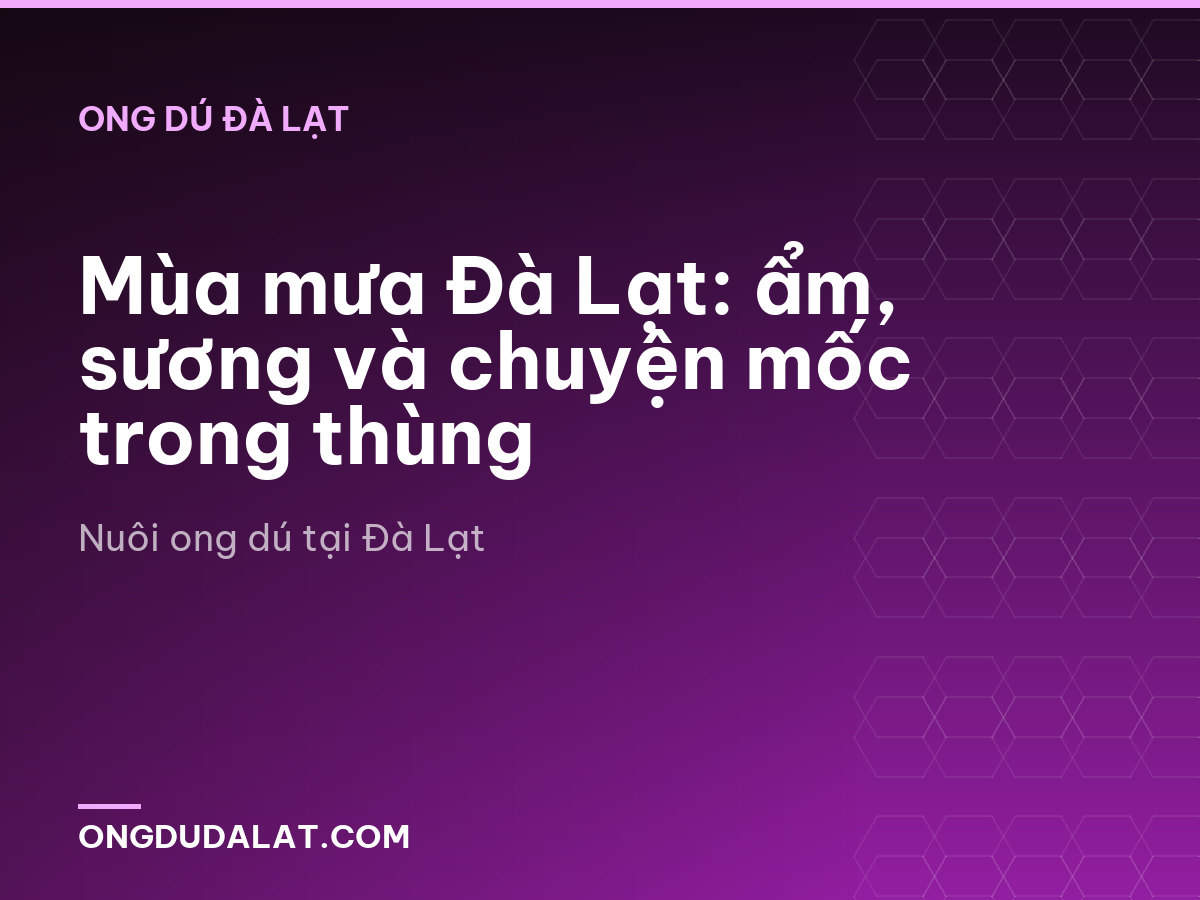 Mùa mưa Đà Lạt: ẩm, sương và chuyện mốc trong thùng